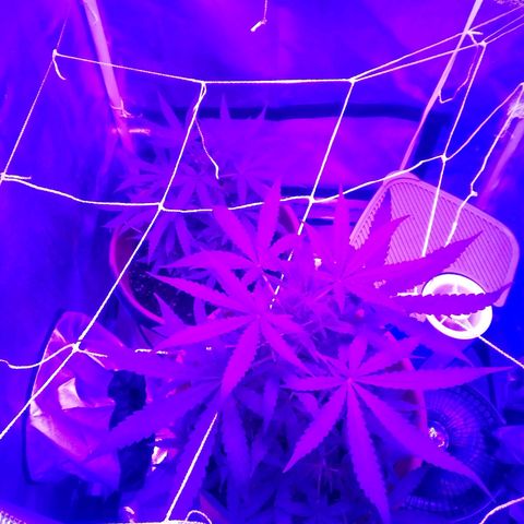 Blue Dream AutoFlower  growlog timeline photo