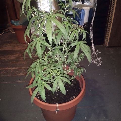 Blue Dream AutoFlower  growlog timeline photo