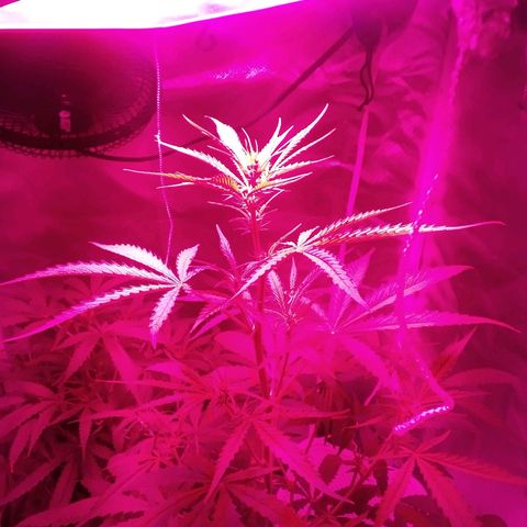 Blue Dream AutoFlower  growlog timeline photo