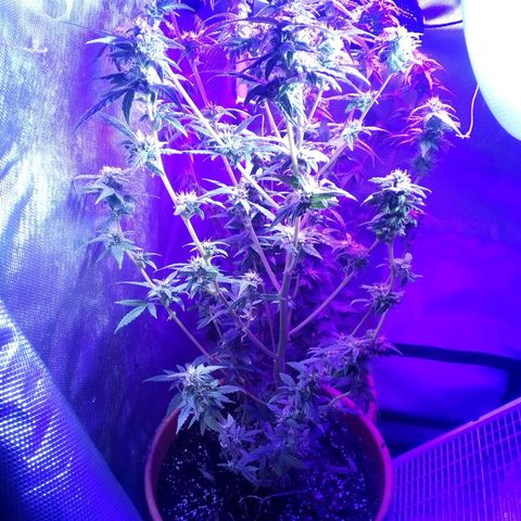 Blue Dream AutoFlower  growlog timeline photo
