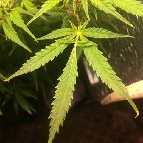 Auto tutankhamon growlog timeline photo