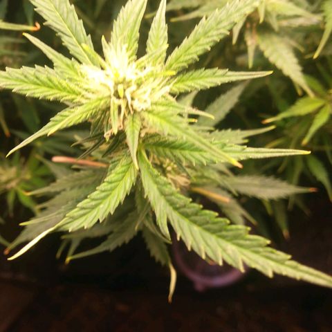 Auto tutankhamon growlog timeline photo
