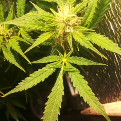Auto tutankhamon growlog timeline photo