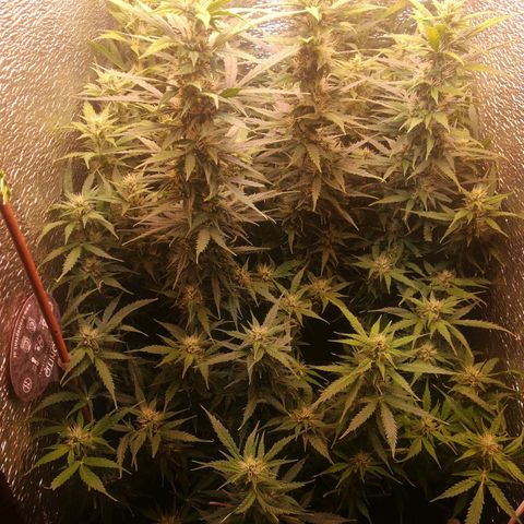 Auto tutankhamon growlog timeline photo