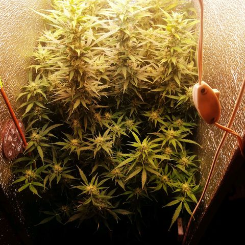 Auto tutankhamon growlog timeline photo
