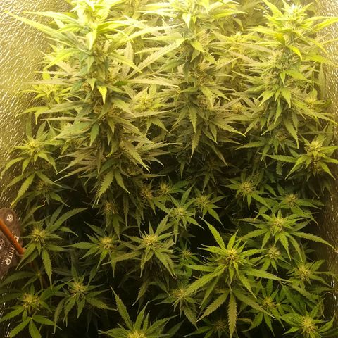 Auto tutankhamon growlog timeline photo