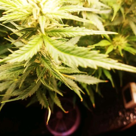 Auto tutankhamon growlog timeline photo