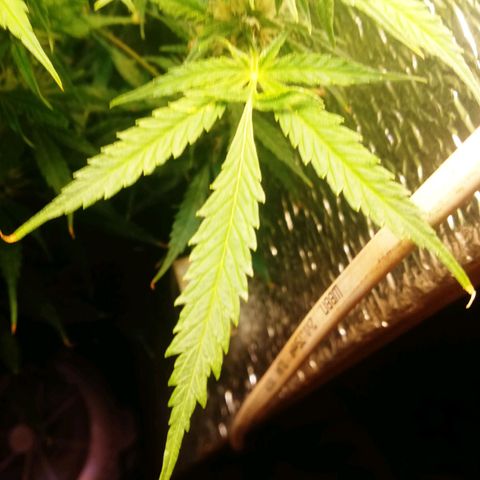 Auto tutankhamon growlog timeline photo