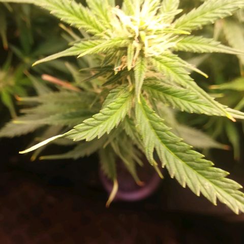 Auto tutankhamon growlog timeline photo
