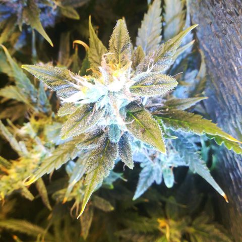 Auto tutankhamon growlog timeline photo