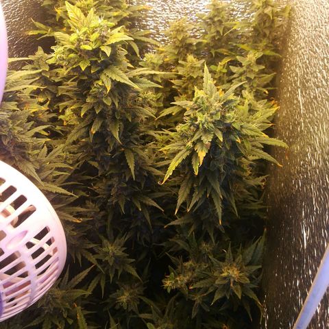 Auto tutankhamon growlog timeline photo