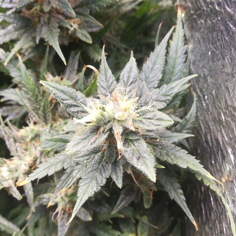 Auto tutankhamon growlog timeline photo