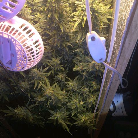 Auto tutankhamon growlog timeline photo