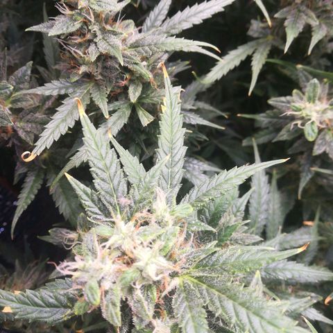 Auto tutankhamon growlog timeline photo