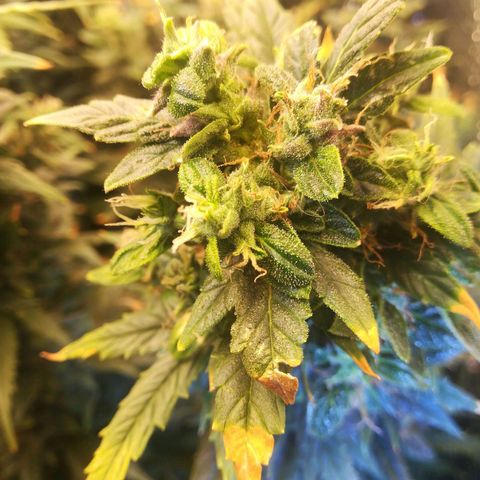 Auto tutankhamon growlog timeline photo