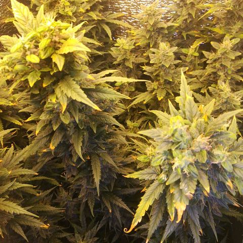 Auto tutankhamon growlog timeline photo