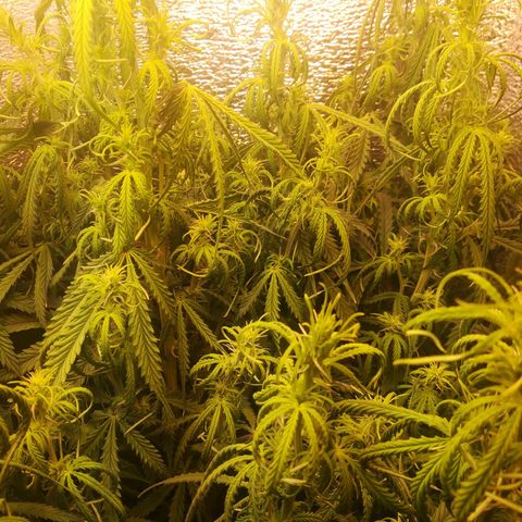 LSD growlog timeline photo