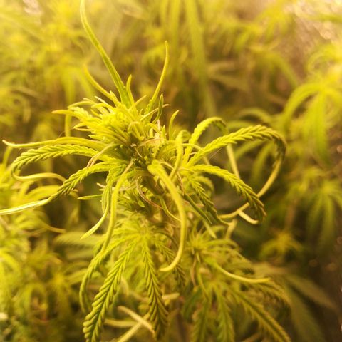 LSD growlog timeline photo