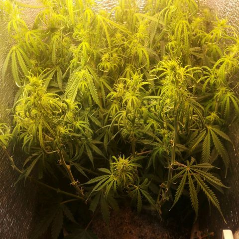 LSD growlog timeline photo