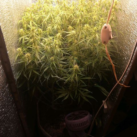 LSD growlog timeline photo