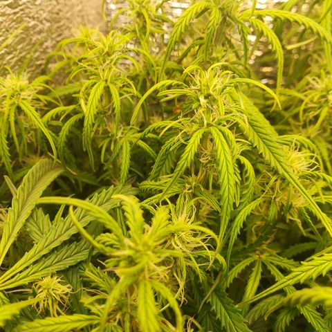 LSD growlog timeline photo