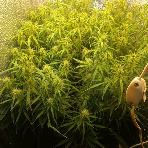 LSD growlog timeline photo
