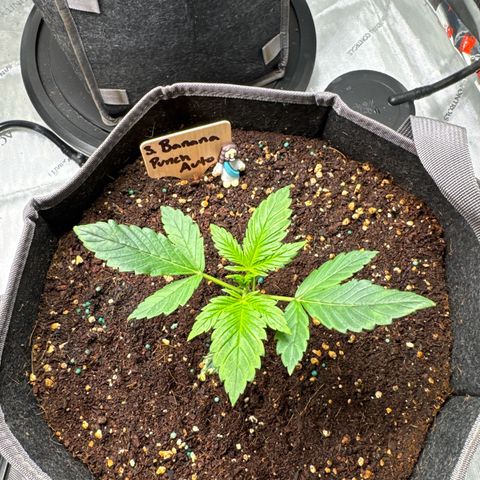 Banana Punch Auto growlog timeline photo
