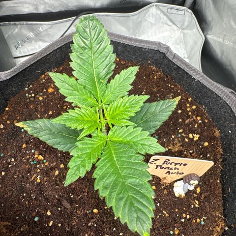 Purple Punch Auto growlog timeline photo