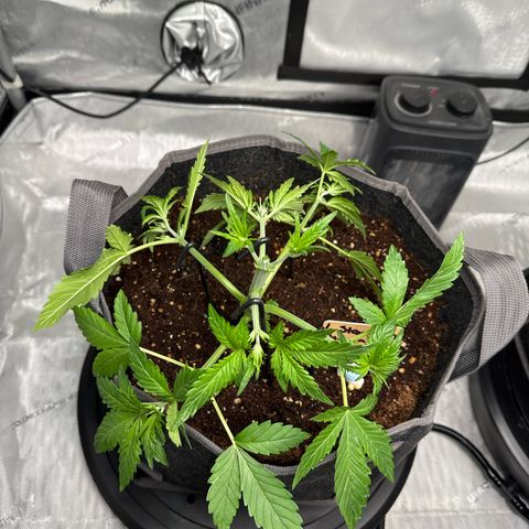 Strawberry Banana  growlog photo: Low stress 
Topped