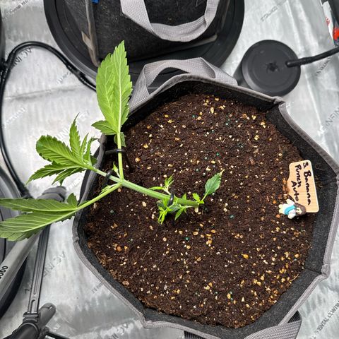 Banana Punch Auto growlog photo: Low stress 