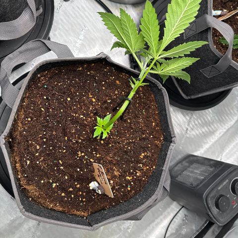 Purple Punch Auto growlog photo: Low stress
