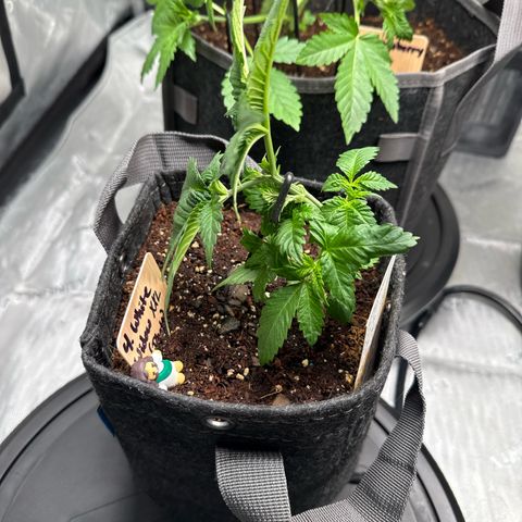 White Widow XXL growlog photo: Low stress
Topped
