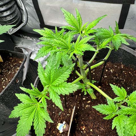 Strawberry Banana  growlog timeline photo