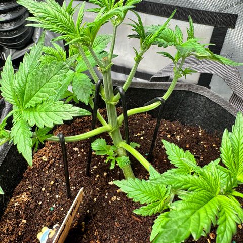 Strawberry Banana  growlog timeline photo