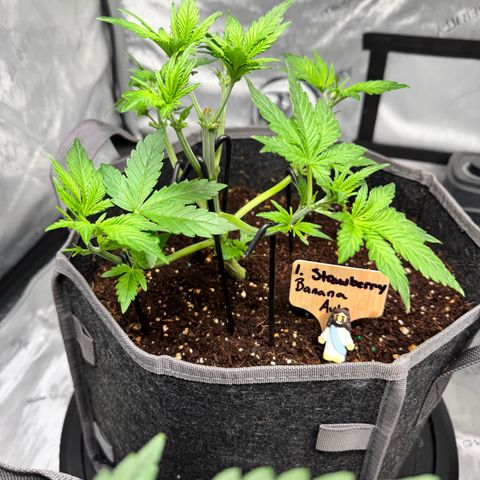 Strawberry Banana  growlog timeline photo