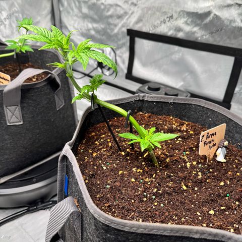 Purple Punch Auto growlog timeline photo