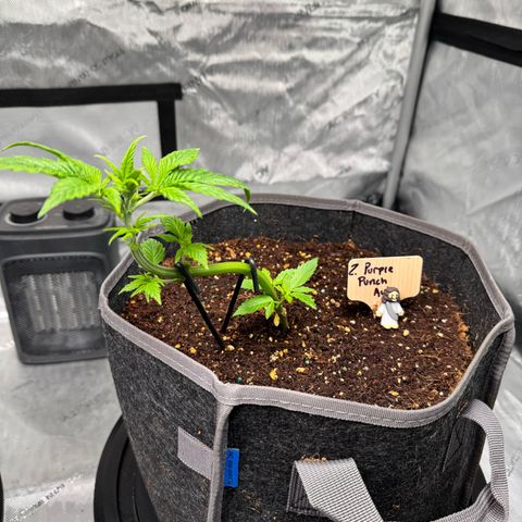 Purple Punch Auto growlog timeline photo