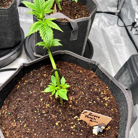 Purple Punch Auto growlog timeline photo