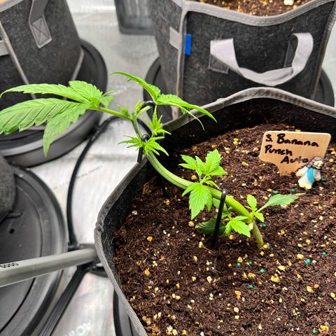 Banana Punch Auto growlog timeline photo