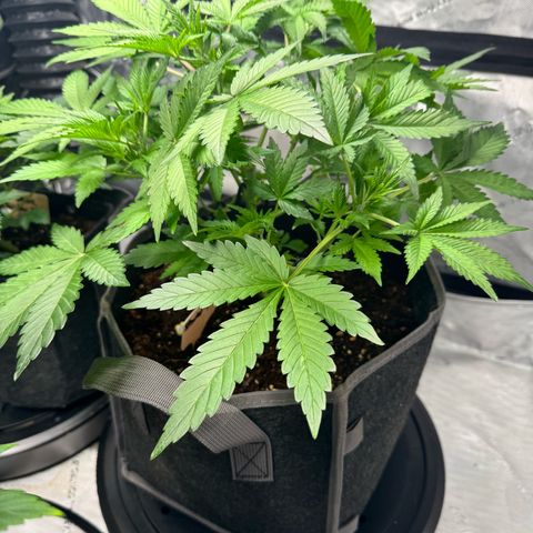 Strawberry Banana  growlog timeline photo