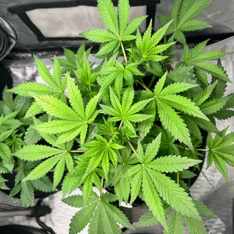Strawberry Banana  growlog timeline photo