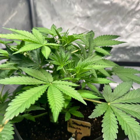 Strawberry Banana  growlog timeline photo