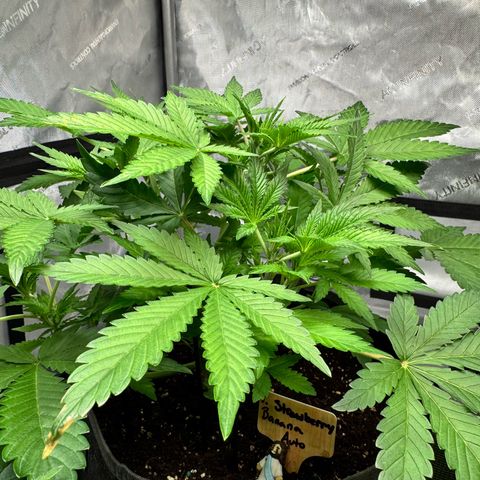 Strawberry Banana  growlog timeline photo
