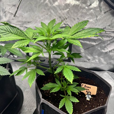 Purple Punch Auto growlog timeline photo