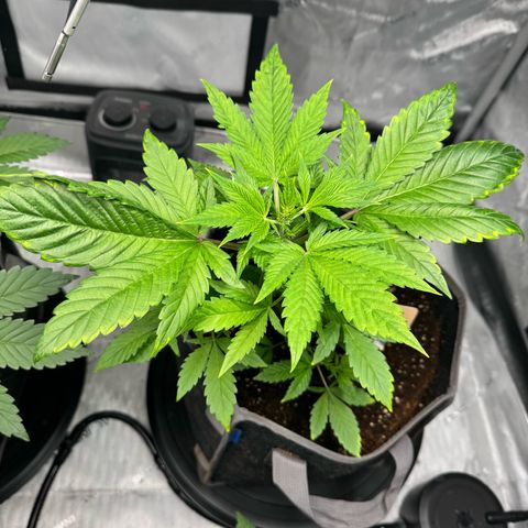 Purple Punch Auto growlog timeline photo