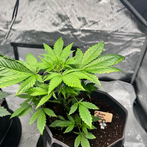 Purple Punch Auto growlog timeline photo