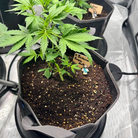 Banana Punch Auto growlog timeline photo