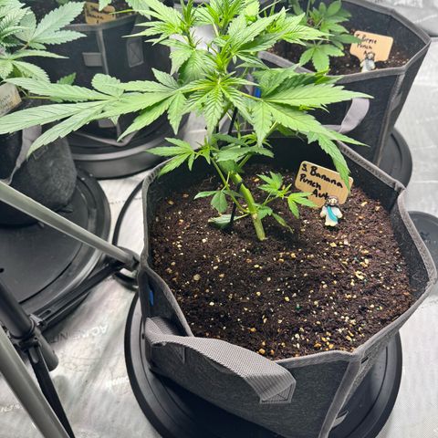 Banana Punch Auto growlog timeline photo