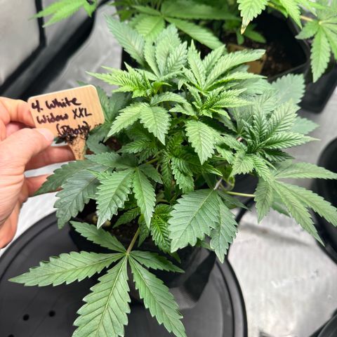 White Widow XXL growlog timeline photo