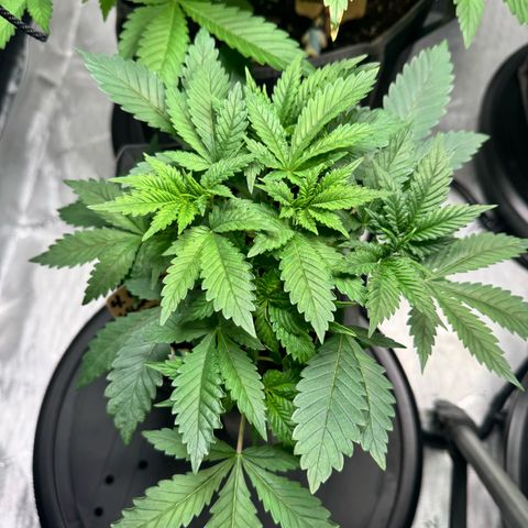 White Widow XXL growlog timeline photo